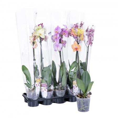 Фаленопсис Микс А2 1 ст D-12 H-60