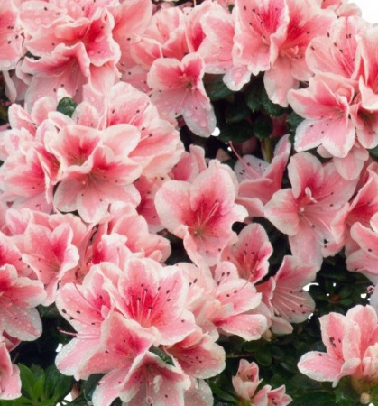 Азалия индика Биколор D-12 H-20