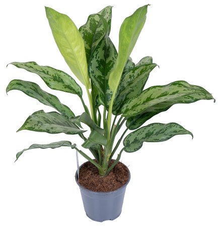 Аглаонема Сильверадо D-15 H-55