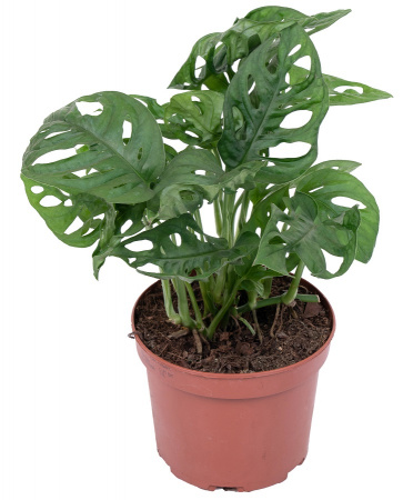 Монстера Манки Мэск D-17 H-45