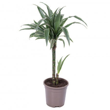 Драцена фрагранс Варнески 2 ст D-17 H-80